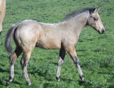 Quarter Horse gelding, Wilden Bucks Fizz